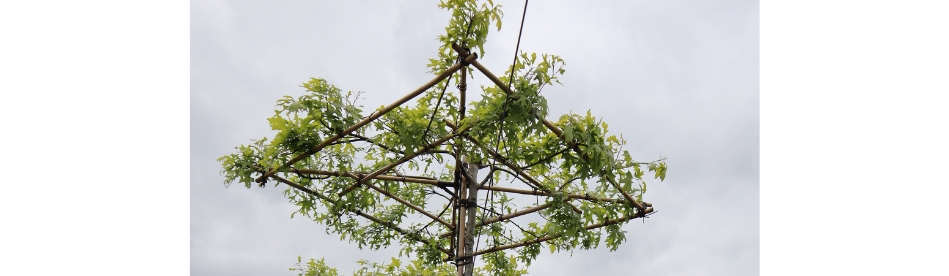 Dakbomen kopen | Dakmoeraseik | Gardline